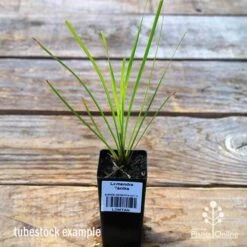 Lomandra Tanika -Plant Sale Store apo tubestock tanika