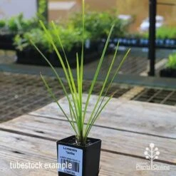 Lomandra Tanika -Plant Sale Store apo tubestock tanika side