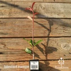 Photinia Thin Red 23 Photinia Thin Red -Plant Sale Store apo tubestock thin red tall