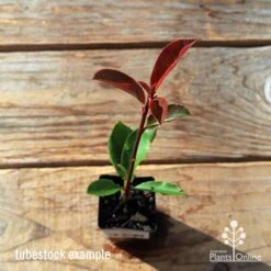 Photinia Thin Red 22 Photinia Thin Red -Plant Sale Store apo tubestock thin red top