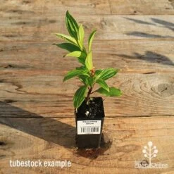 Tibouchina Allure -Plant Sale Store apo tubestock tibouchina allure