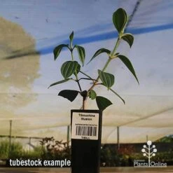 Tibouchina Illusion -Plant Sale Store apo tubestock tibuchina illusion