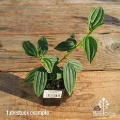 Tibouchina Illusion -Plant Sale Store apo tubestock tibuchina illusion top