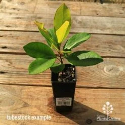 Tristaniopsis Luscious - Water Gum -Plant Sale Store apo tubestock tristaniopsis