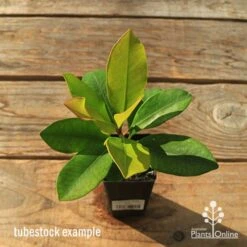 Tristaniopsis Luscious - Water Gum -Plant Sale Store apo tubestock tristaniopsis top