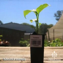 Turmeric -Plant Sale Store apo turmeric curcuma longa tubestock plant
