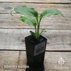 Turmeric -Plant Sale Store apo turmeric tubestock plant