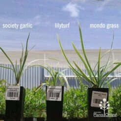 Liriope Silverlawn 15 Liriope Silverlawn -Plant Sale Store apo variegated grass comparison2 2