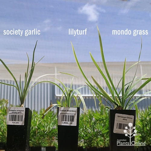 Liriope Silverlawn 9 Liriope Silverlawn - Image 7