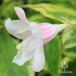 Weigela Variegated -Plant Sale Store apo variegated weigela bud