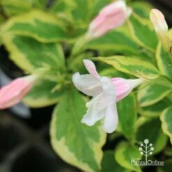 Weigela Variegated -Plant Sale Store apo variegated weigela buds