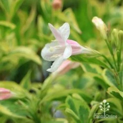 Weigela Variegated -Plant Sale Store apo variegated weigela flower close