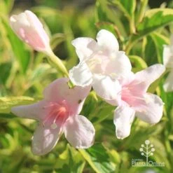 Weigela Variegated -Plant Sale Store apo variegated weigela flowers