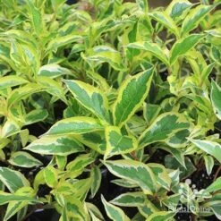 Weigela Variegated -Plant Sale Store apo variegated weigela foliage