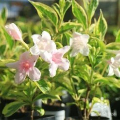 Weigela Variegated -Plant Sale Store apo variegated weigela tubestock flower