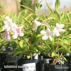 Weigela Variegated -Plant Sale Store apo variegated weigela tubestock flowering