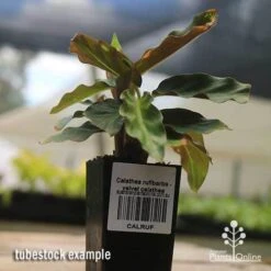 Calathea Rufibarba - Velvet Calathea 9 Calathea Rufibarba - Velvet Calathea -Plant Sale Store apo velvet calathea tubestock