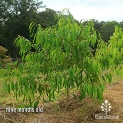 Waterhousea Sweeper - Weeping Lilly Pilly -Plant Sale Store apo waterhousea sweeper 2