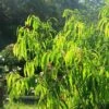 Waterhousea Sweeper - Weeping Lilly Pilly -Plant Sale Store apo waterhousea sweeper foliage