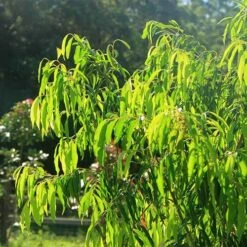 Waterhousea Sweeper - Weeping Lilly Pilly