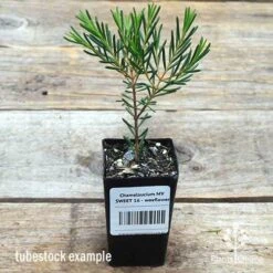 Chamelaucium MY SWEET 16™ - Waxflower 11 Chamelaucium MY SWEET 16™ - Waxflower -Plant Sale Store apo wax sweet 16