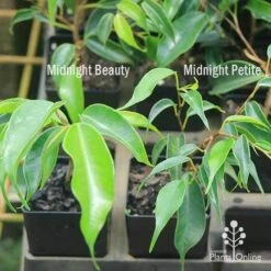 Ficus Benjamina Midnight Beauty - Weeping Fig 16 Ficus Benjamina Midnight Beauty - Weeping Fig -Plant Sale Store apo weeping fig leaf size