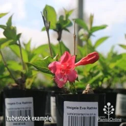 Weigela Eva Rathke -Plant Sale Store apo weigela eva rathke tubestock in flower