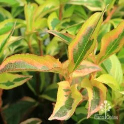 Weigela Variegated -Plant Sale Store apo weigela variegated colour