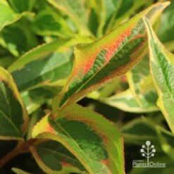 Weigela Variegated -Plant Sale Store apo weigela variegated colour2
