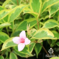 Weigela Variegated -Plant Sale Store apo weigela variegated flower leaf