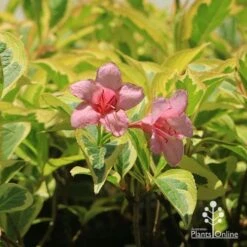 Weigela Variegated -Plant Sale Store apo weigela variegated flowers