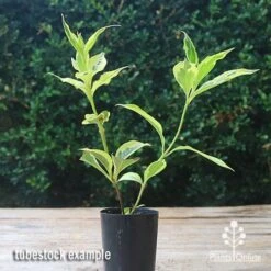 Weigela Variegated -Plant Sale Store apo weigela variegated tubetock