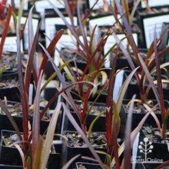 Crinum Wine Time - Swamp Lily -Plant Sale Store apo wine time tubestocks and fly