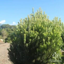 Adenanthos - Woolly Bush 16 Adenanthos - Woolly Bush -Plant Sale Store apo woolly bush nursery