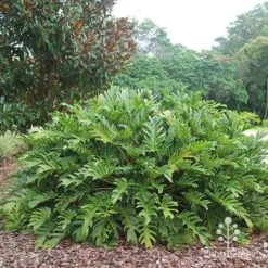 Philodendron Xanadu -Plant Sale Store apo xanadu mature
