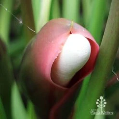 Philodendron Xanadu -Plant Sale Store apo xanadu mature flowerbud