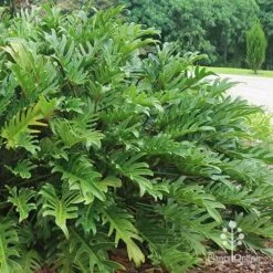 Philodendron Xanadu -Plant Sale Store apo xanadu mature leaves