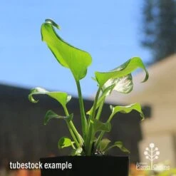 Philodendron Xanadu -Plant Sale Store apo xanadu tubestock blue sky