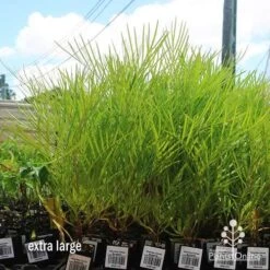 Grevillea Yamba Sunshine 14 Grevillea Yamba Sunshine -Plant Sale Store apo yamba sunshine dec large