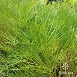 Grevillea Yamba Sunshine 16 Grevillea Yamba Sunshine -Plant Sale Store apo yamba sunshine foliage