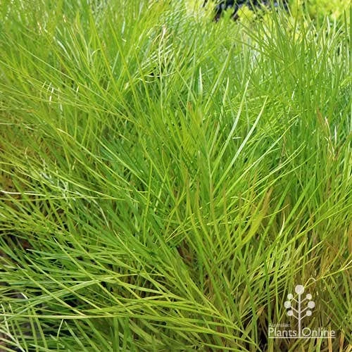 Grevillea Yamba Sunshine 8 Grevillea Yamba Sunshine - Image 6