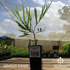 Grevillea Yamba Sunshine 17 Grevillea Yamba Sunshine -Plant Sale Store apo yamba sunshine tubestock side