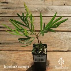 Grevillea Yamba Sunshine 18 Grevillea Yamba Sunshine -Plant Sale Store apo yamba sunshine tubestock top