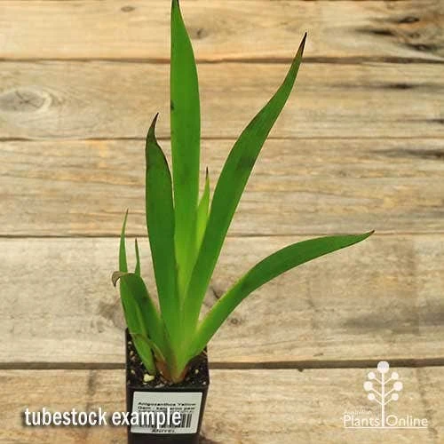 Anigozanthos Yellow Gem - Kangaroo Paw 6 Anigozanthos Yellow Gem - Kangaroo Paw - Image 4