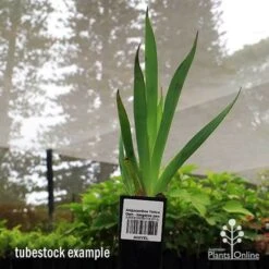 Anigozanthos Yellow Gem - Kangaroo Paw 12 Anigozanthos Yellow Gem - Kangaroo Paw -Plant Sale Store apo yellow gem tubestock2