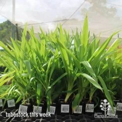 Yucca Elephantipes - Soft-tip Yucca -Plant Sale Store apo yucca big