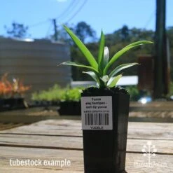 Yucca Elephantipes - Soft-tip Yucca -Plant Sale Store apo yucca soft tip tubestock