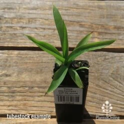 Yucca Elephantipes - Soft-tip Yucca -Plant Sale Store apo yucca soft tip tubestock top