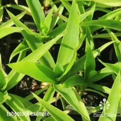 Yucca Elephantipes - Soft-tip Yucca -Plant Sale Store apo yucca soft tip tubestock top 1