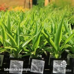 Yucca Elephantipes - Soft-tip Yucca -Plant Sale Store apo yucca soft tip tubestock 1